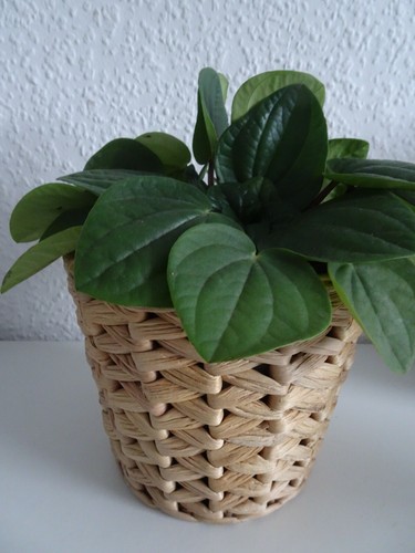 Ikea fridfull übertopf - ♔,