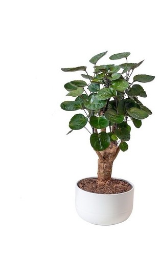 Ikea blumentopf weiß mit - weiß,